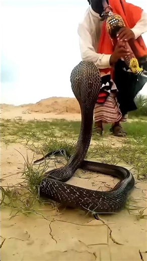 Biggest Snake Myth Exposed 😱 #shorts #snake