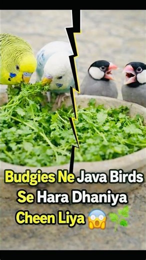 Budgies Ne Java Birds Se Hara Dhaniya Cheen Liya 😱🌿 | Funny Bird Fight Tags#Budgies#JavaBirds