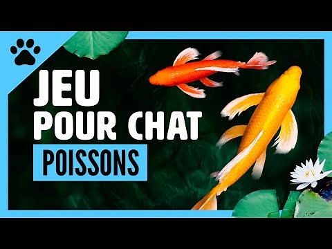 JEU POUR CHAT SUR ECRAN POISSONS animés, super pour occuper son chat