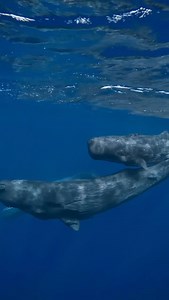 This mystical footage showcases sperm whales off the coast of Mauritius in the Indian Ocean, where several resident pods are known to reside. Mature males typically measure 15 meters in length, but exceptional specimens can reach lengths of 20 meters and weigh up to 50 tons, solidifying their position as the largest toothed cetaceans and predators on the planet. Notably, sperm whales possess the ability to dive to remarkable depths of 2000 meters and stay submerged for extended periods of up to 