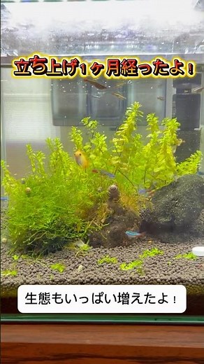 初心者水草水槽レイアウト！立ち上げ１ヶ月記念日！#アクアリウム初心者