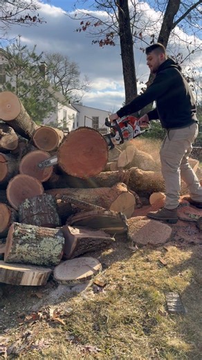 CRAZY 500i ripping through red oak! #chainsaw #faller #stihl #treework #firewood #chainsaw #treework