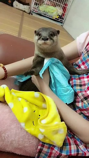 Calm and Cuddly Otter Moments for Animal Lovers