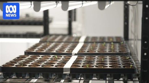 Lightning Farm: Supercharging plant growth using electricity