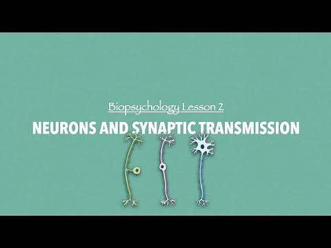 A-Level Psychology (AQA): Neurons and Synaptic Transmission