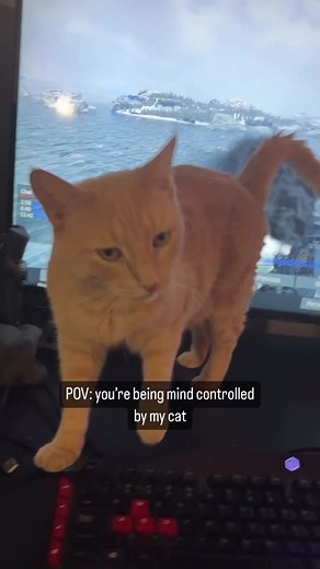 He controls me. 😹🐾 #fyp #cat #orangecat #mycrazycatlife