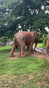 She’s feeling good! Elephants love to scratch their bodies to relieve itches and help remove dead skin. It’s one of their favorite ways to stay comfortable and happy. | Samui Elephant Sanctuary
