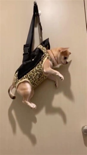 Funniest dogs getting stuck #funny #dogshorts #youtubeshorts #dog #dogs