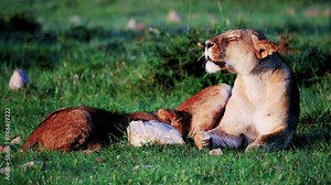 Lion Cub Drinks Milk On Its Mother Teats In Masai Mara, Kenya. - close up shot