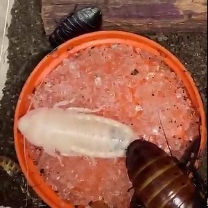 SHEDDING YOUR SUIT OF ARMOR (ECDYSIS) Many invertebrate species such as insects, spiders and crustaceans must undergo a shedding of their exoskeleton (hard body armor). Technically known as ecdysis, this shedding allows these animals’ bodies to expand as they grow. The animal’s back cracks open and a soft vulnerable animal wriggles out of the old suit of armor. In many species, the new cuticle is pale, even ghostly white as in the case of the cockroaches in this video. The new body may take hour