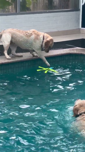 Dogs Enjoy a Fun Day at the Pool