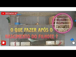 Dicas do que fazer após o nascimento dos filhotes de periquitos australiano 🐦