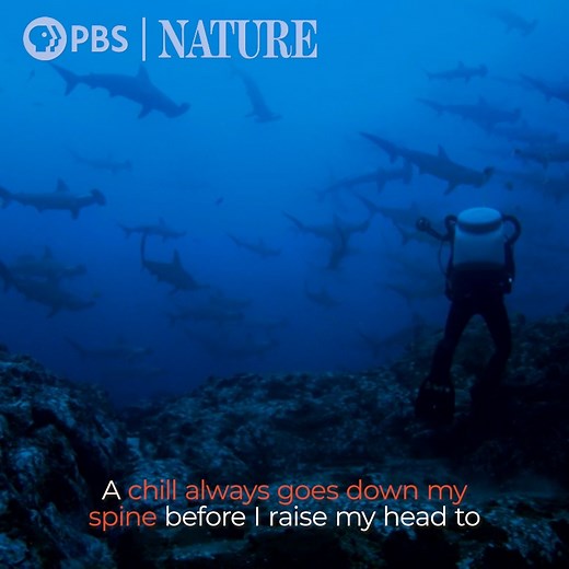 It's Kiss a Shark Week! Watch a clip from our classic NATURE episode "Shark Mountain." Stream classic episodes for free on apps and smart TV platforms: https://to.pbs.org/3GHhICI [VID: Clip from "Shark Mountain," hammerhead sharks swimming in the ocean] | Nature | PBS
