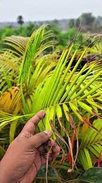 Areca Palm Care Secrets 🌴 | Grow Fast & Stay Lush Forever 💚🔥