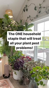 You probably already have this awesome pest control product in your house! I’ve treated Mealybugs with 70% isopropyl (rubbing) alcohol multiple times on smaller plants with great results. I use undiluted. It’s relatively inexpensive & works on contact by drying out the pest and their eggs. It MUST come in contact with the pest/eggs to be effective, so using it as a preventative isn’t necessary. Keep the plant out of direct sun until dry to avoid any scorching. Spray at least 2-3x a week, I’ve be