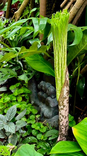 Thrill of the Corpse Flower: My Amorphophallus paeoniifolius, better known as the infamous "corpse flower", is putting on a show! Tender green leaves are pushing their way up a solitary stalk, rising from the underground tuber - less than a month after I planted the corm, gifted by my friend @Chris Yap Wooi-Hoe on March 21. Soon, these unfurling delicate shoots will be held aloft by a single, fleshy stem (currently at 60cm), speckled with charming lighter green blotches. Imagine a stalk reaching