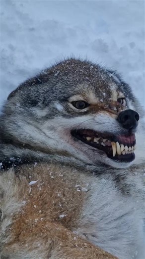 This is Frigg 🐺 I met her when I visited Norway. She turns 13 years old in May and is the lowest-ranking wolf in the pack. Teeth-baring is part of wolf communication – clear signals, not necessarily conflict. Norway is experiencing cold temperatures these days, but with plenty of snow and truly beautiful winter scenery ❄️✨ Polar Park is open daily from 10:00–15:30 #wolf #wolves #polarpark #norway #wolfpack