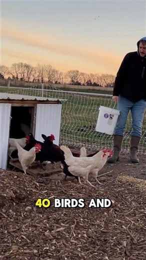 Expectations vs Reality: Ordering Chickens