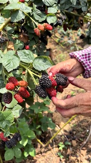 Let's Grow Juicy Blackberries In Your Garden #farmingtech