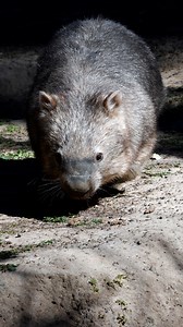 An American influencer who outraged Australians by snatching a baby wombat from its apparently distressed mother flew out of the country Friday, the government said. In a now-deleted video posted to Instagram, the woman can be seen picking up and running with the hissing wild animal before declaring to the camera: "I caught a baby wombat. #AFP 🎥 AFPTV | AFP News Agency