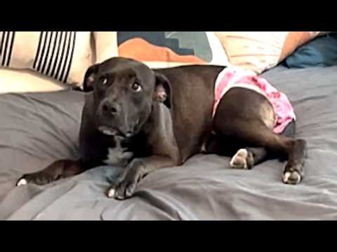 Neglected dog terrified to move had to be carried everywhere