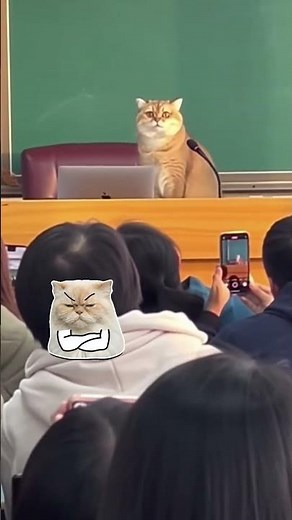 Khi giáo sư biến hình thành đại ca mèo I Có gì đăng nấy