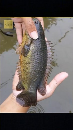 This Fish Can Walk on Land – Climbing Perch 🤔 #shorts #facts