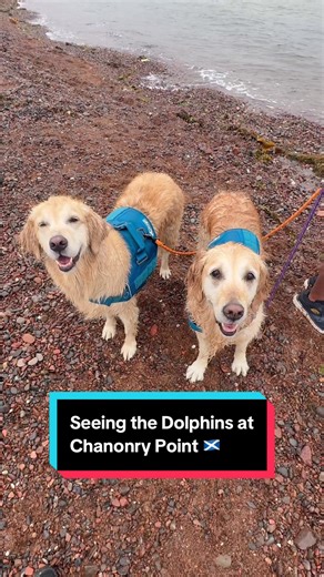 Dolphin Watching at Chanonry Point with Golden Retrievers