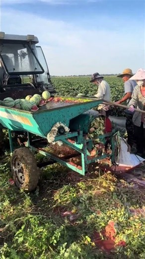 How Watermelons Are Crushed to Extract Seeds for Automatic Planting | Innovative Farming Technology