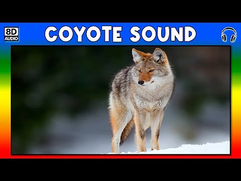🦊 COYOTE SOUND - COYOTE SOUND EFFECT - SOUND OF COYOTE - NOISE OF COYOTE
