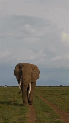 Bull elephants are often misunderstood Let’s bust a few myths about these giants of the savanna in the comments section. #Elephant #WildlifeMyths #SavannaGiants #elephantlovers #factsyoudidntknow #AfricanWildlife | Porcupine Tours