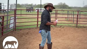 184K views · 1.1K reactions | How A Dangerous, Slaughter Bound Horse...