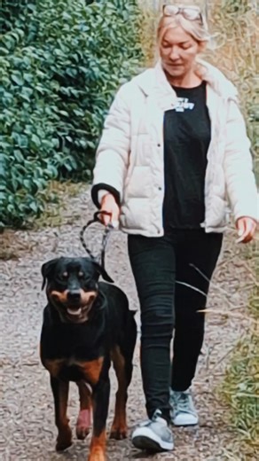 ARES UNTERWEGS 😤🐾 Keiner traut sich #shorts