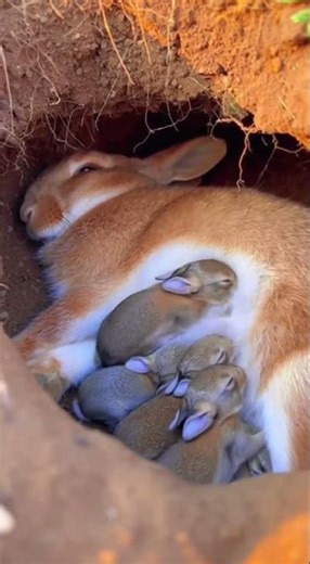 Found a small bunny with breasts, cute pet you wont believe this cuteness #bunny #pets #cute