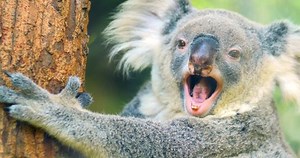 Cute Funny Koala Bear Yawning 4k Stock Footage Video (100% Royalty-free) 7494628 | Shutterstock
