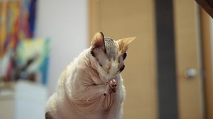 Download Sphynx cat old cat fat cat for free