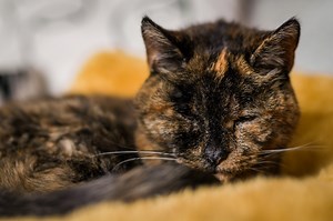 This is the world’s oldest living cat, according to Guinness World Records