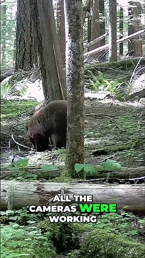 Epic Cougar Cam: Rare Kitten Footage!