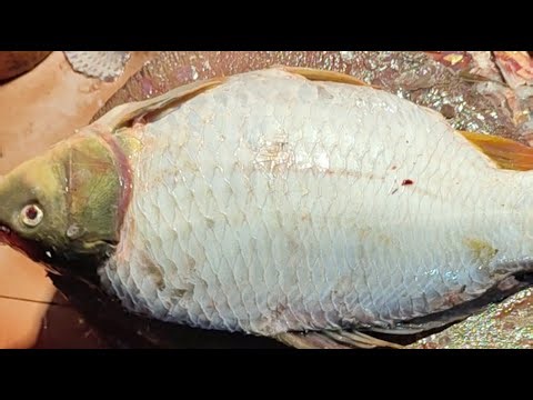 Rakib fish official is live! লাল কার্ফু কাপ্তাই লেক অনেক বড় ডাটা হচ্ছে রাঙ্গামাটিতে 🐟💗💗