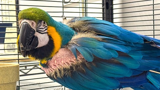 Blue parrot swears a blue streak: Caring for this pet bird isn't for the 'faint of heart'