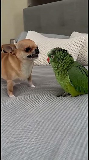 Who Wins? Puppy Tries to Fight a Parrot 😂*
