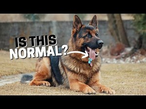 German Shepherd Panting Levels: What Is Normal And What Isn’t?