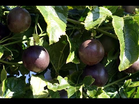 ON THE FARM Passion Fruit Farming in Uganda Okulima Obutunda