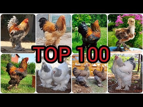 Top 100 Biggest & Cutest Brahma Chickens in the World - Roosters, Hens & Chicks ❤