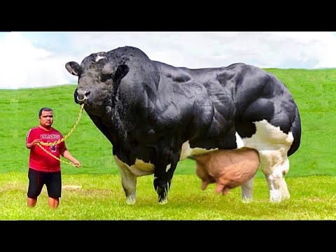 Top 10 double muscle breeds⭐️biggest bulls of the world⭐️most muscular cow breed