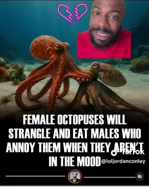 We gettin ate #animals #octopus🐙