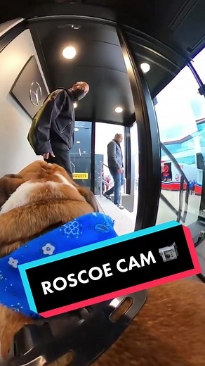 Roscoe Dog Cam Live | Lewis Hamilton's POV with GoPro