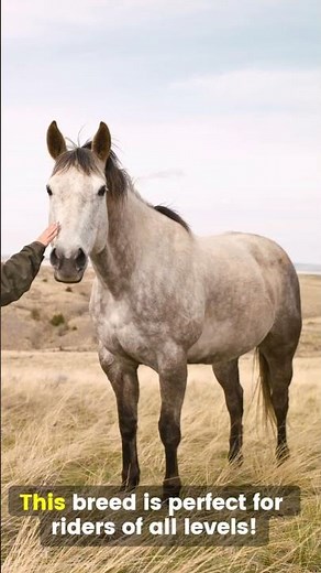 Discover the Grace of the Connemara Pony! #connemarapony #horses