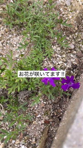 タピアンを花壇に植えて4週間経過