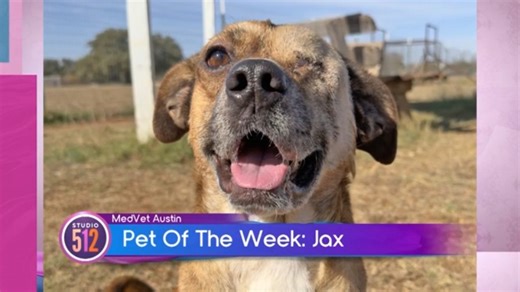 MedVet Austin Pet Of The Week: “Jax”, From Texas Humane Heroes